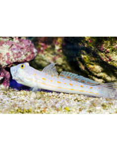 VALENCIENNEA PUELLARIS