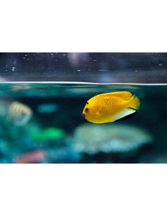 APOLEMICHTHYS TRIMACULATUS