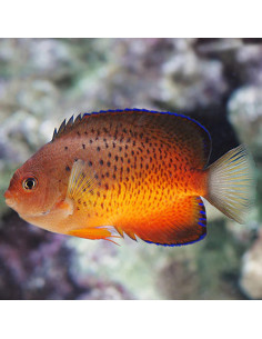 CENTROPYGE FERRUGATA