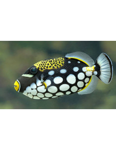 BALISTOIDES CONSPICILLUM