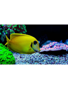 ACANTHURUS PYROFERUS YELLOW