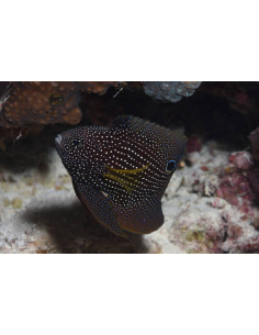 CALLOPLESIOPS ALTIVELIS