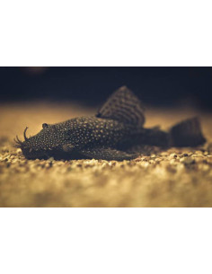 ANCISTRUS SP