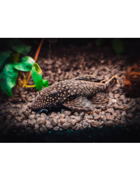 ANCISTRUS SP