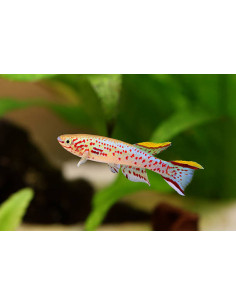 APHYOSEMION GARDNERI