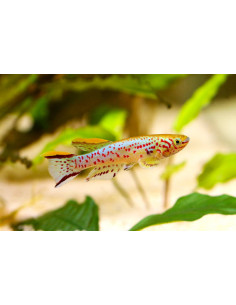APHYOSEMION GARDNERI