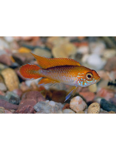 APISTOGRAMMA AGASSIZII FIRE RED