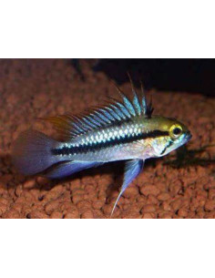 APISTOGRAMMA TRIFASCIATUM