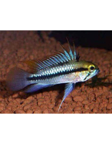 APISTOGRAMMA TRIFASCIATUM