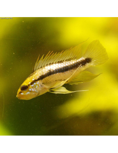 APISTOGRAMMA TRIFASCIATUM
