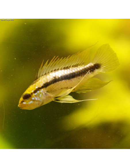 APISTOGRAMMA TRIFASCIATUM