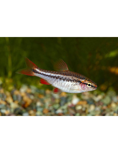 PUNTIUS TITTEYA