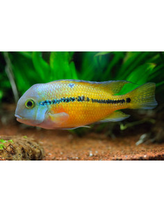 HYPSOPHRYS NICARAGUENSIS