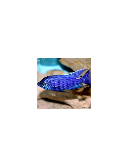COPADICHROMIS AZUREUS