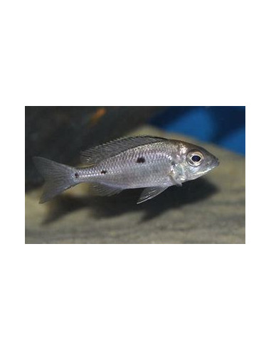 COPADICHROMIS AZUREUS