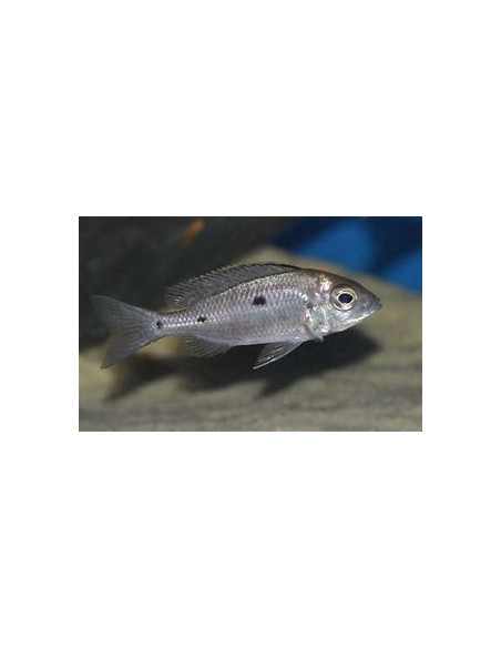 COPADICHROMIS AZUREUS