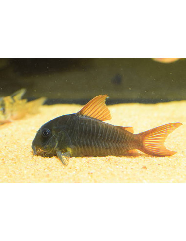 CORYDORAS AENEUS BLACK VENEZUELA