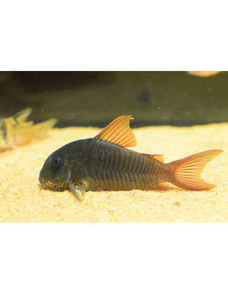 CORYDORAS AENEUS BLACK VENEZUELA