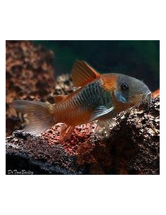 CORYDORAS AENEUS ORANGE VENEZUELA