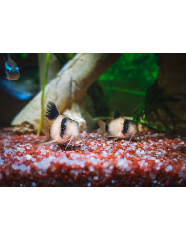 CORYDORAS PANDA