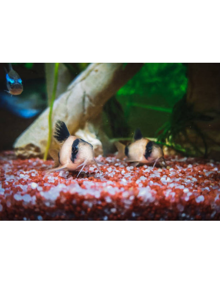 CORYDORAS PANDA