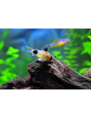CORYDORAS PANDA