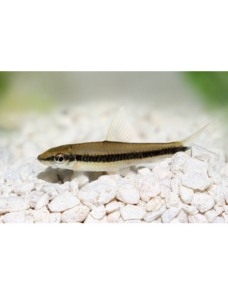 CROSSOCHEILUS SIAMENSIS