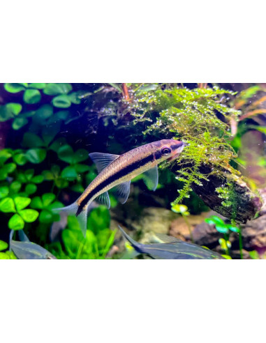 CROSSOCHEILUS SIAMENSIS