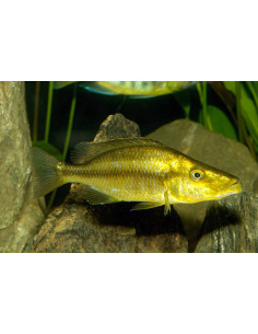 DIMIDIOCHROMIS COMPRESSICEPS