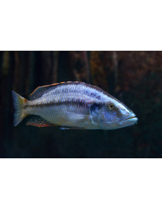 DIMIDIOCHROMIS COMPRESSICEPS