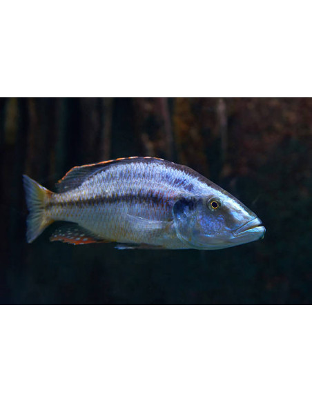 DIMIDIOCHROMIS COMPRESSICEPS