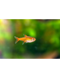 HYPHESSOBRYCON AMANDAE