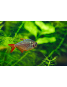 HYPHESSOBRYCON COLUMBIANUS