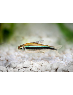 HYPHESSOBRYCON HERBERTAXELRODI