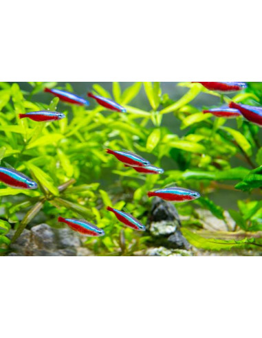 PARACHEIRODON AXELRODI