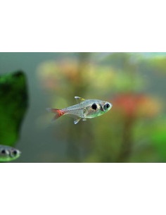 MEGALAMPHODUS ROSEUS