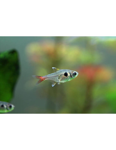 MEGALAMPHODUS ROSEUS