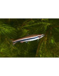 NANNOSTOMUS BECKFORDI