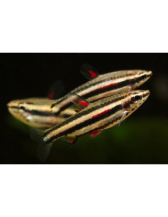NANNOSTOMUS MARGINATUS