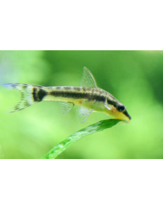 OTOCINCLUS AFFINIS