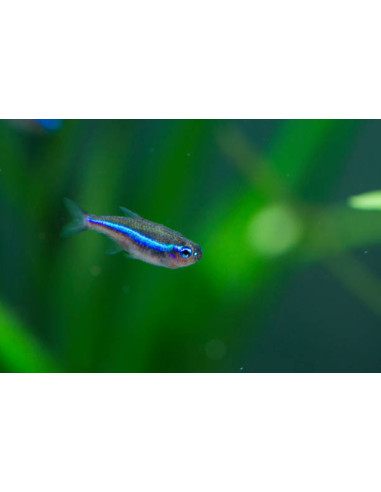 PARACHEIRODON SIMULANS