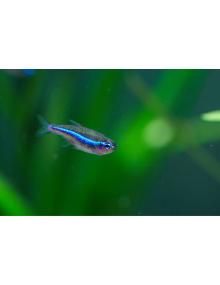 PARACHEIRODON SIMULANS