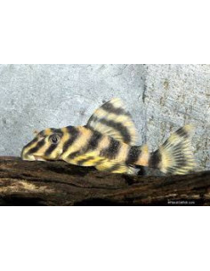 PECKOLTIA VITTATA L 103