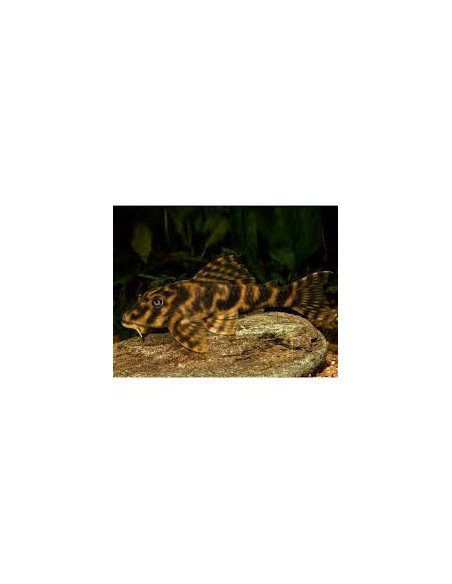 PECKOLTIA VITTATA L 015