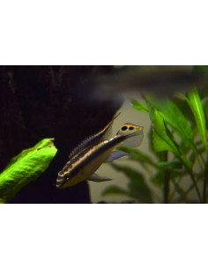 PELVICACHROMIS PULCHER SUPER RED