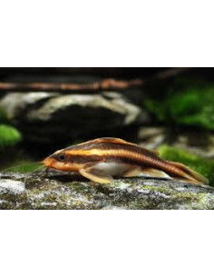 PLATYDORAS COSTATUS