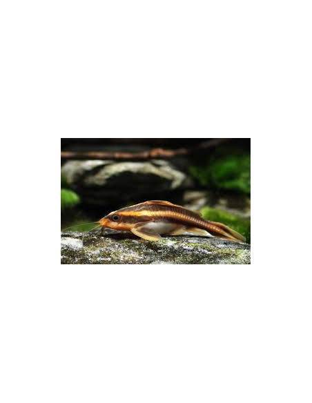 PLATYDORAS COSTATUS