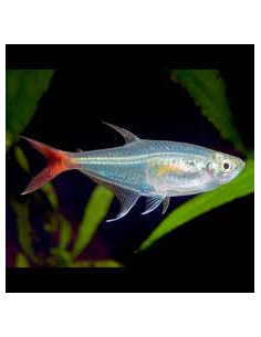 PRIONOBRAMA FILIGERA