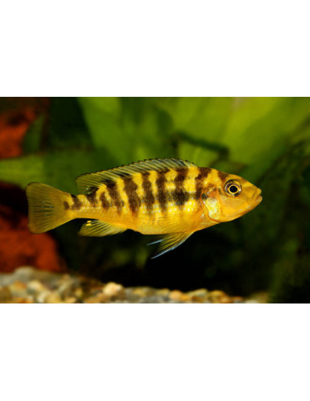 PSEUDOTROPHEUS CRABRO