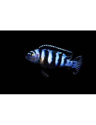 PSEUDOTROPHEUS DEMASONI M